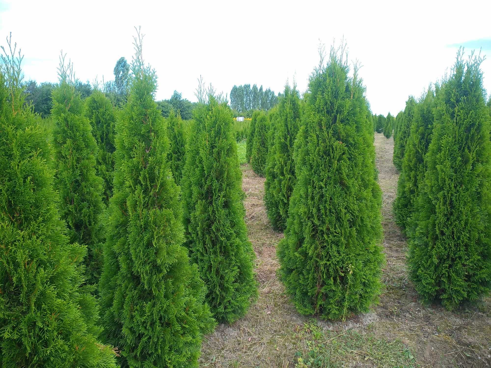 Tuja 'Smaragd' 140-160 cm tuje thuja szmaragd aureospicata kórnik