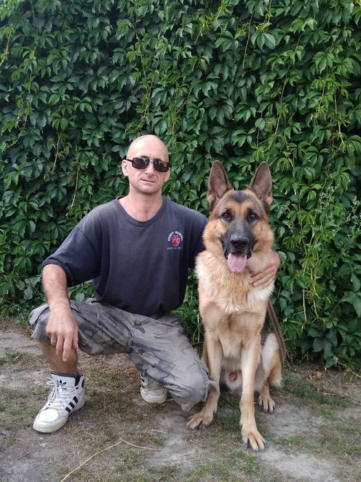 Дресирування собак передержка дрессировка окд кинолог команды киев