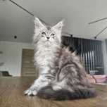 koteczka    Maine coon rodowód fpl FIFe