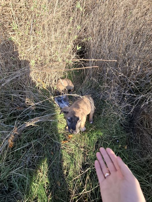 Щенок.  цуцик, собаченя