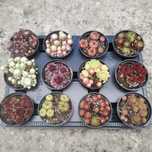 Rojnik, Sedum, Sempervivum, Klon, katalpa, głóg, drzewa alejowe