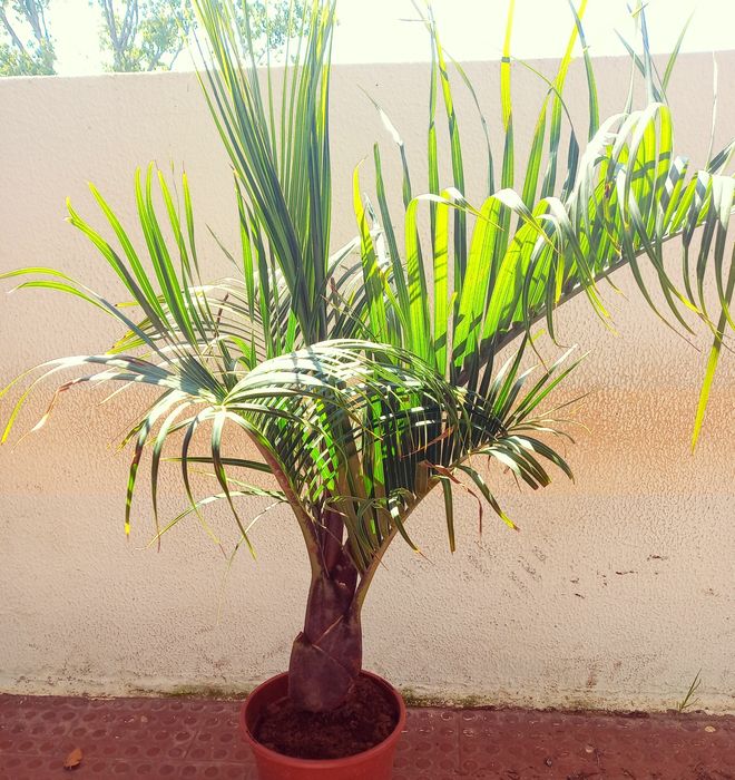 Marcante palmeira triangular Dypsis decaryi