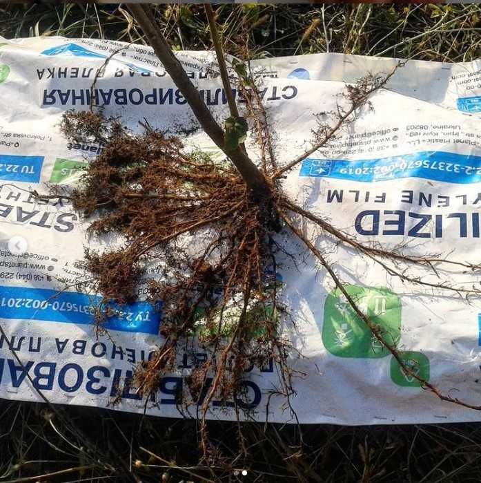 Саженцы фундука, отводки