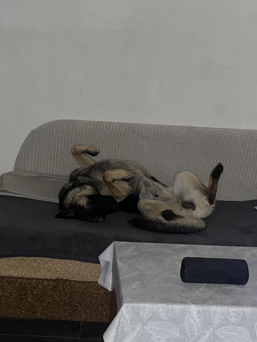 Кобель німецька овчарка(злучка)