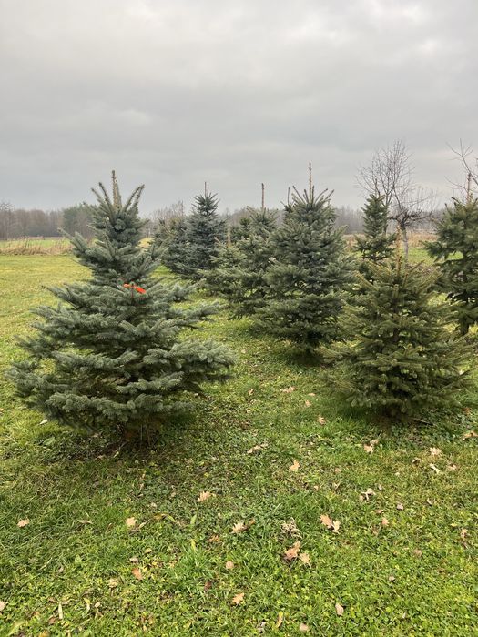 Choinki swiąteczne - świerk srebrny
