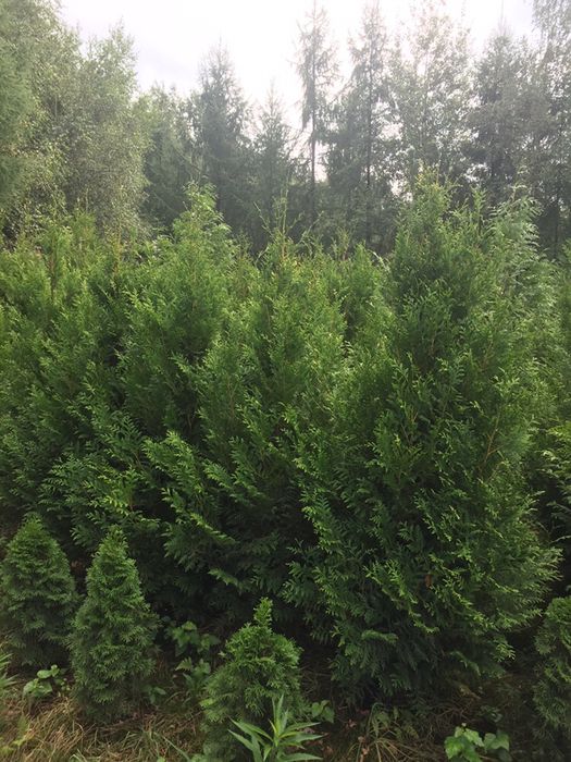 Tuja aureospicatta  aureospikata złotokończysta 140 -250cm