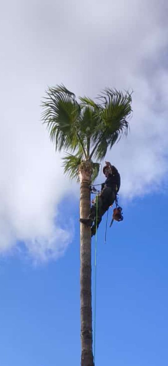 Corte e abate de árvores de elevado grau de perigosidade.