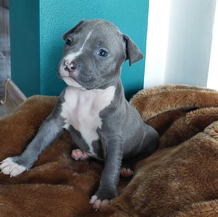 Amstaff Blue American Staffordshire Terrier szczeniak suczka