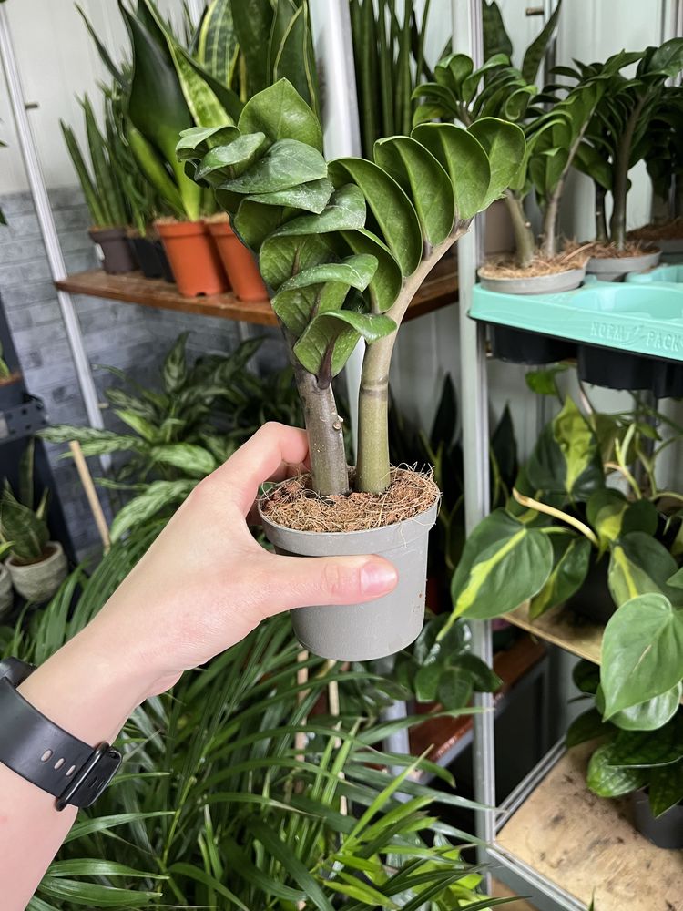 Нова партія! Заміокулькас Зензі, (Zamioculcas  Zenzi)