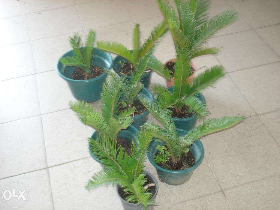 Plantas decorativas