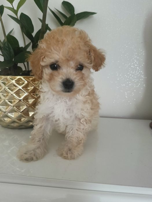 prześliczna sunia maltipoo