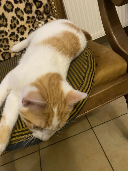 Kotek 6 miesięczny do adopcji