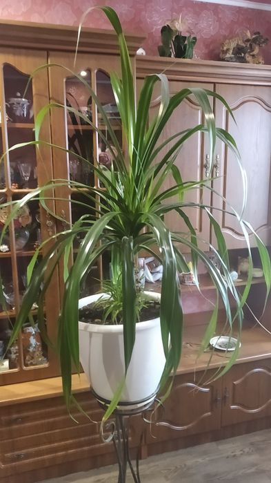 Огромный цветок ПАНДАНУС