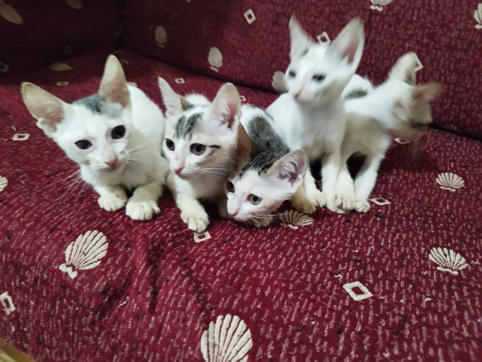 Gatinhos para dar