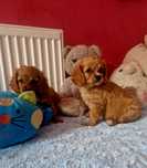 Cavapoo suczka cavalier pudel toy