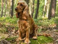 Poszukiwany rudy spaniel, suczka zoja