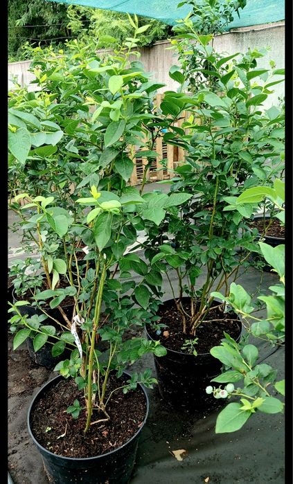 Лохина, інжир, годжі, малина ремонтантна червона та жовта