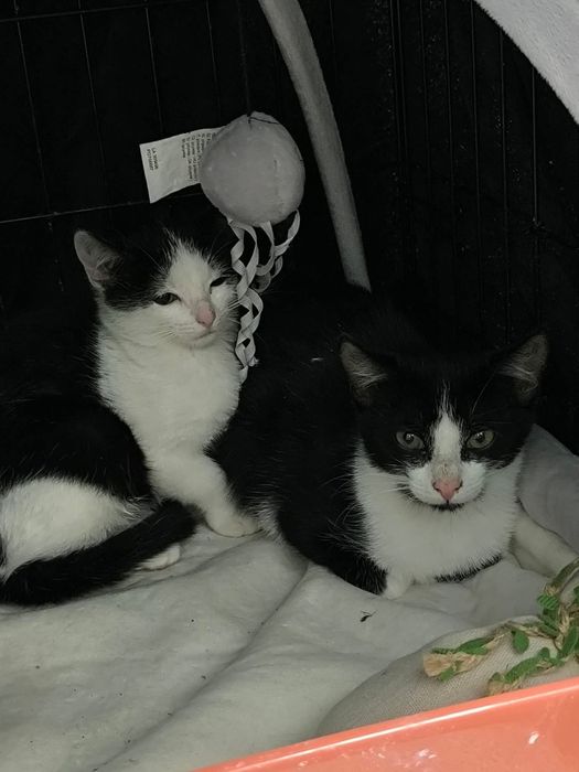 Ile jeszcze czasu musi minąć, aby ktoś je pokochał?..