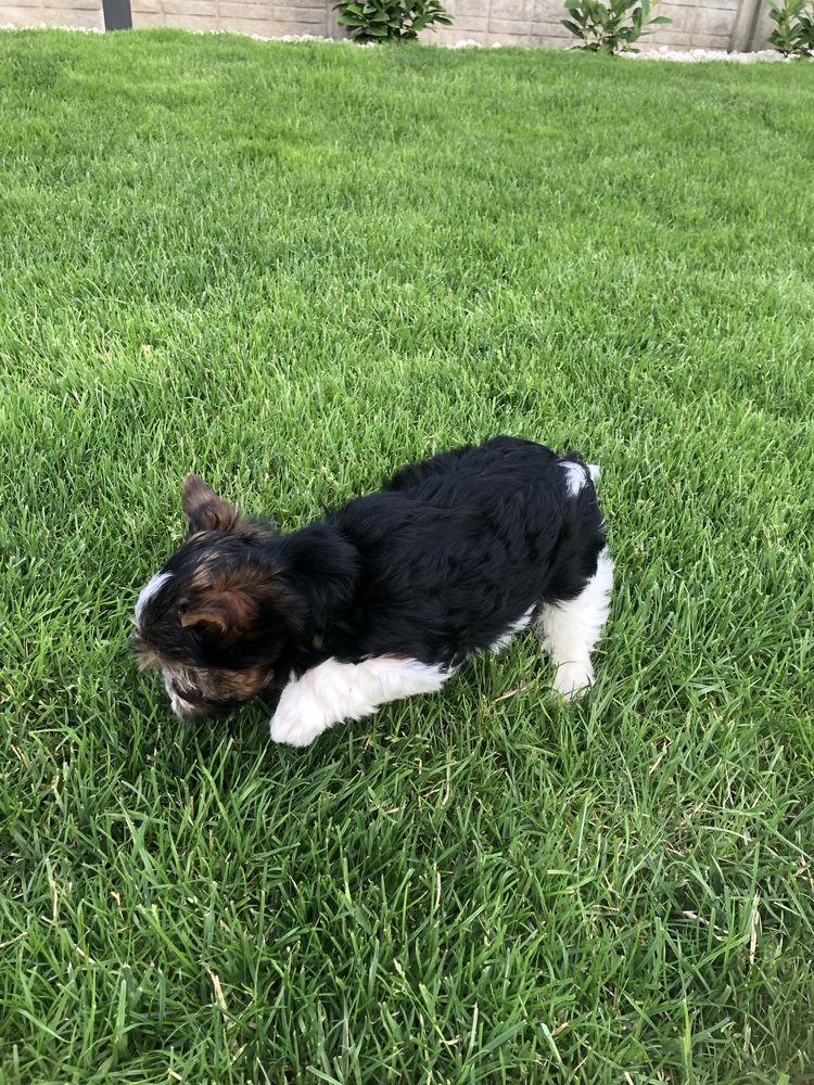 Yorkshire Terrier Biewer