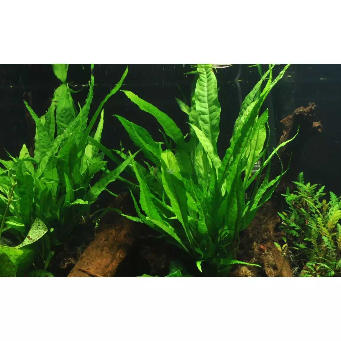 Microsorum pteropus TROPICA duże opakowanie WAW