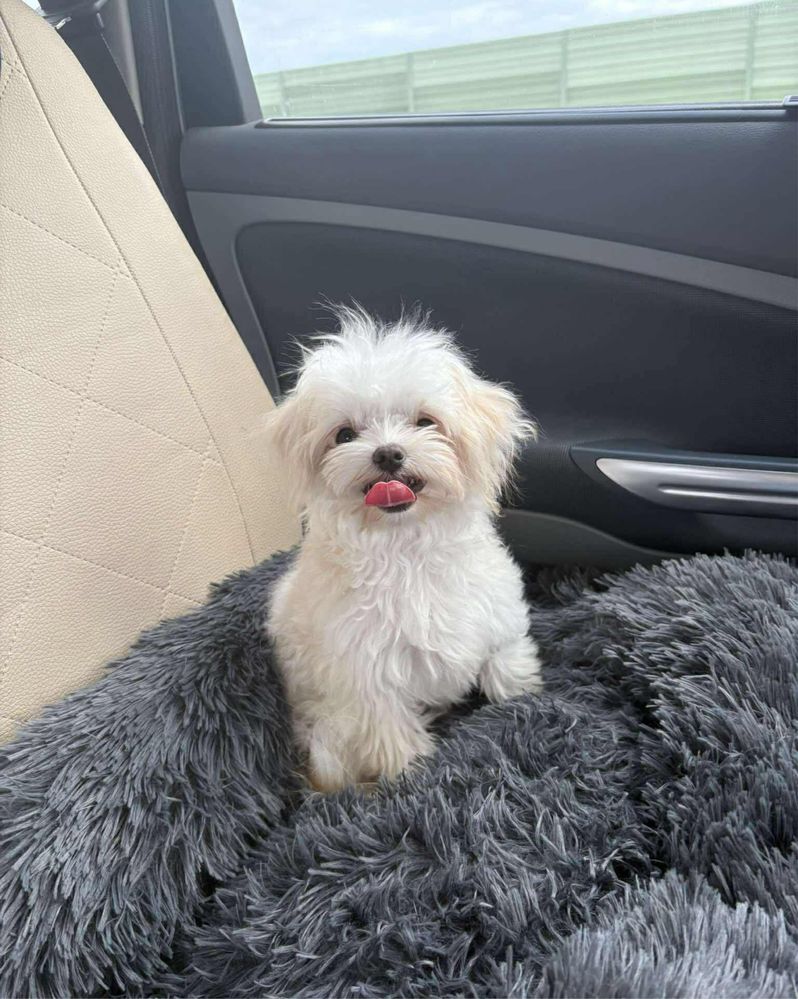 Odchowany piesek Maltipoo kocha dzieci gotowy do odbioru