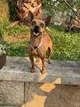 Nina - 3 anos, Pinscher