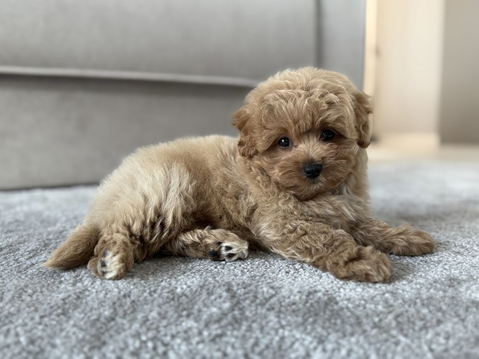 Щенки мини мальтипу ф1 премиум качества