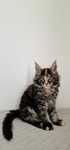Aria kotka Maine Coon rodowód FPL