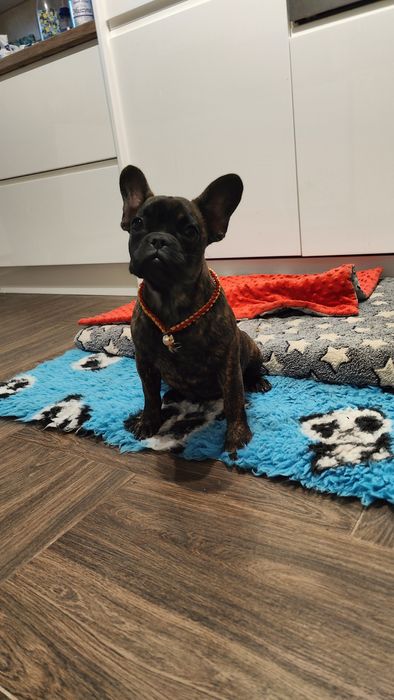 Buldog francuski FCI -suczka z Paszportem