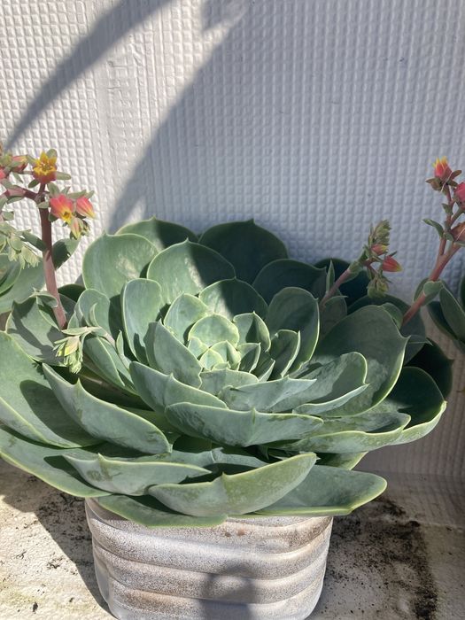 Suculentas adultas em vaso reciclado