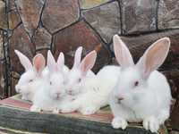 Продам молодняк Термондські кролі, кроленята