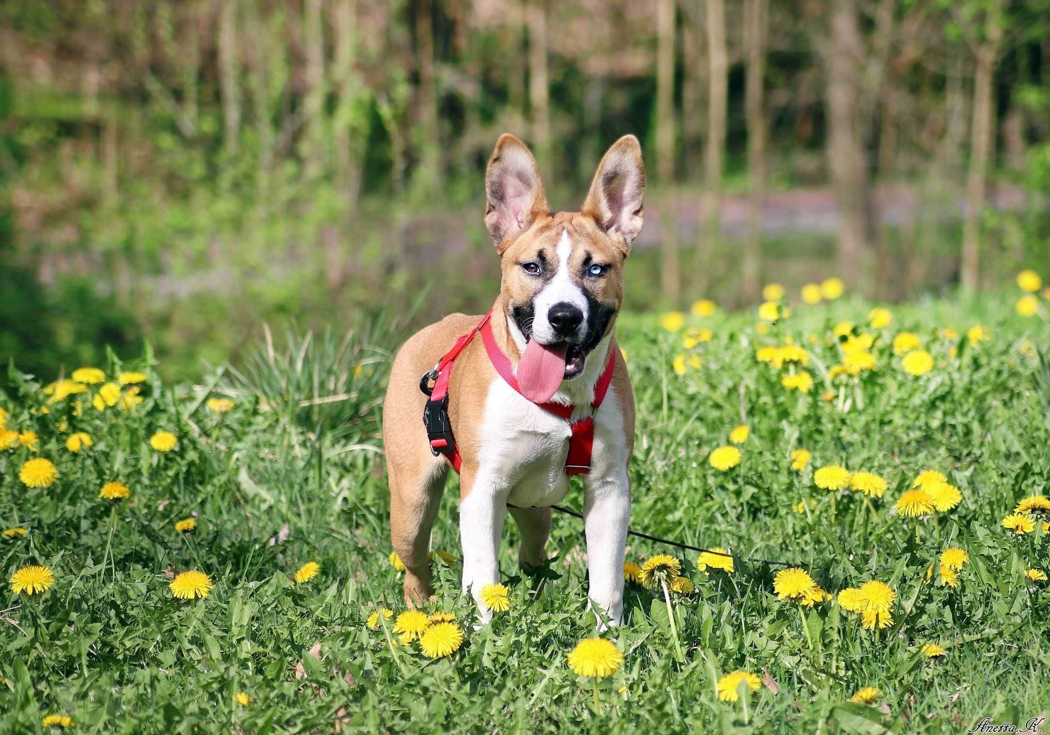 Malutka TESI mix amstaff i husky czeka na kochający dom!