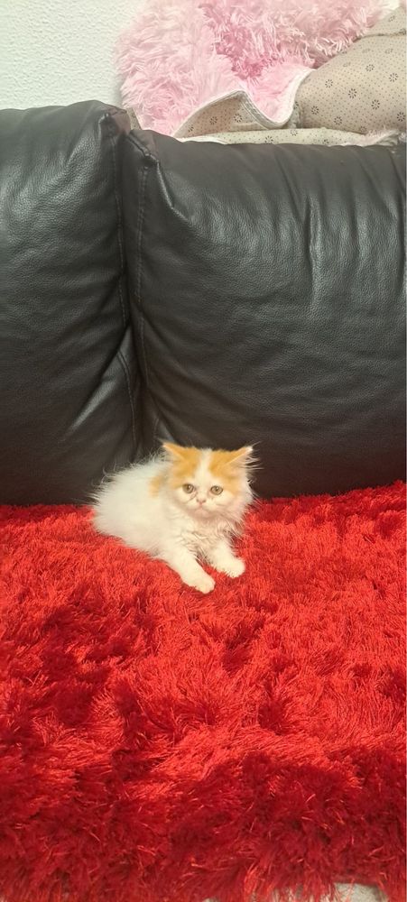 Gatinha persa linda