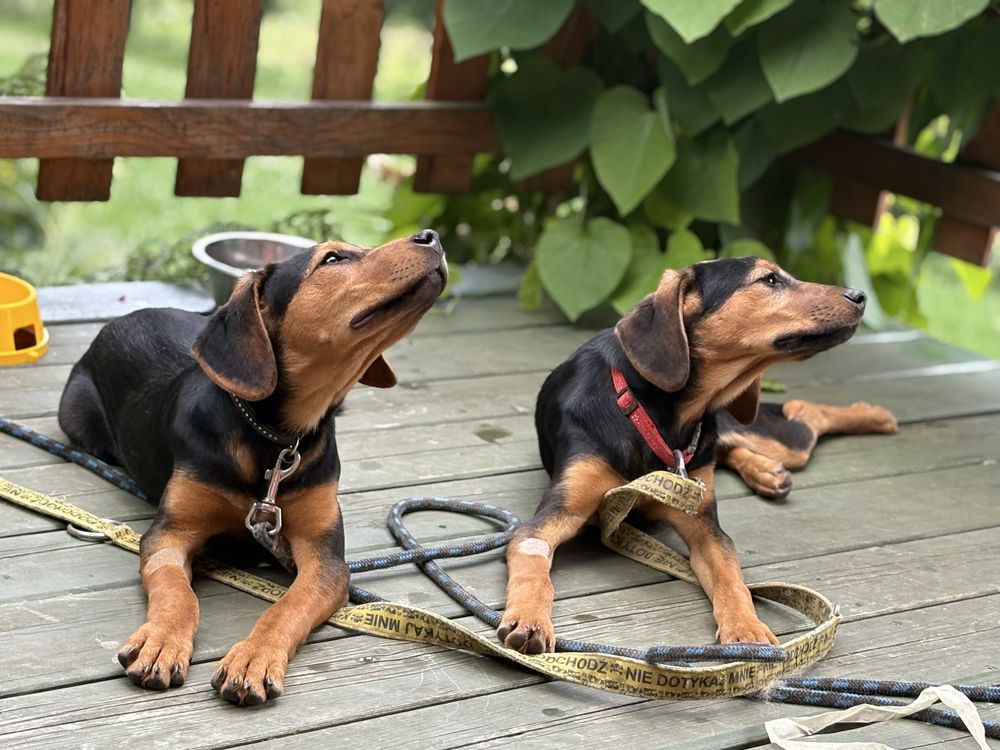 Wanda i Banda, czyli dwupak do adopcji