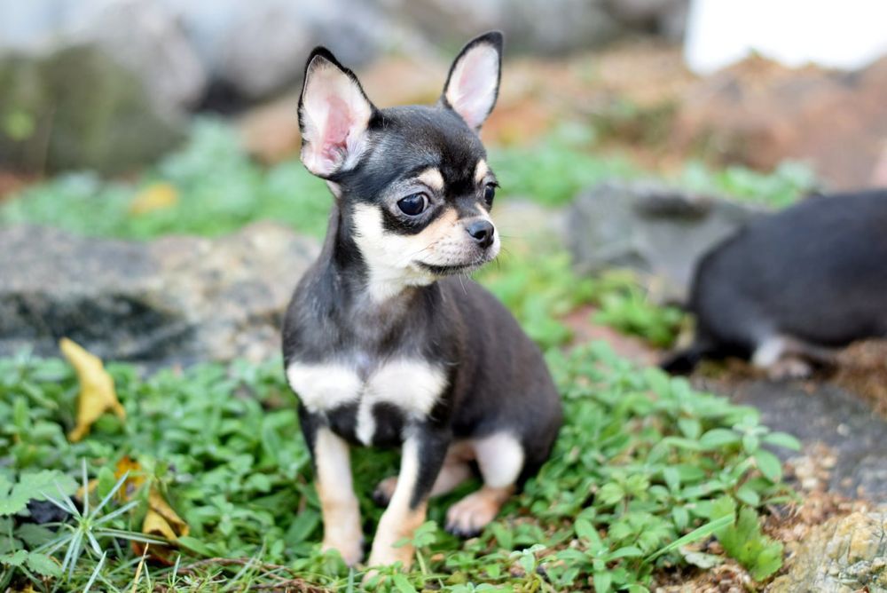 Девочка чихуахуа