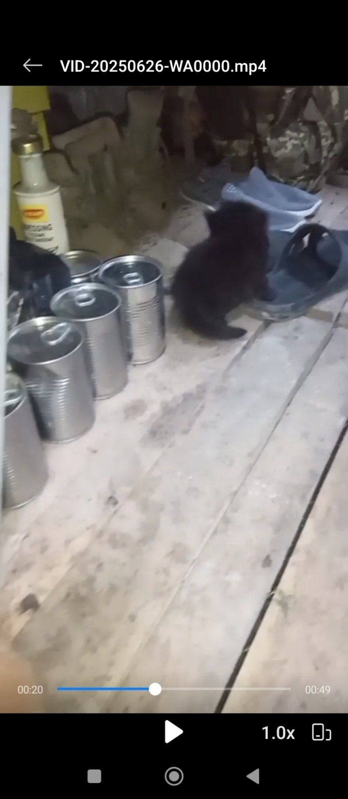 Віддам кошенят в добрі руки