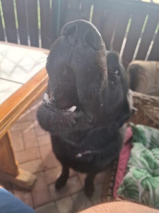 Oddam Psa typu Labrador w dobre ręce