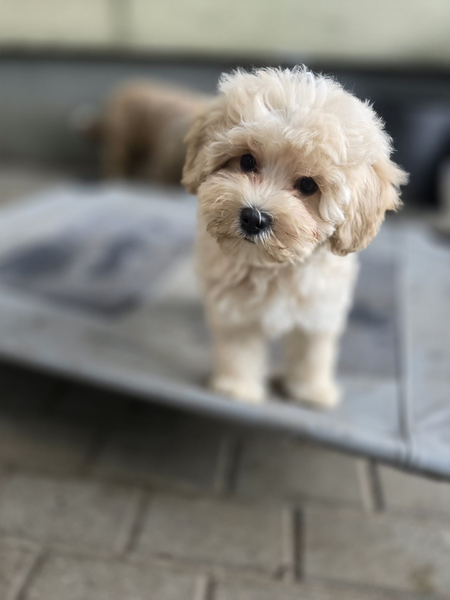 Maltipoo f1b/ dziewczynka