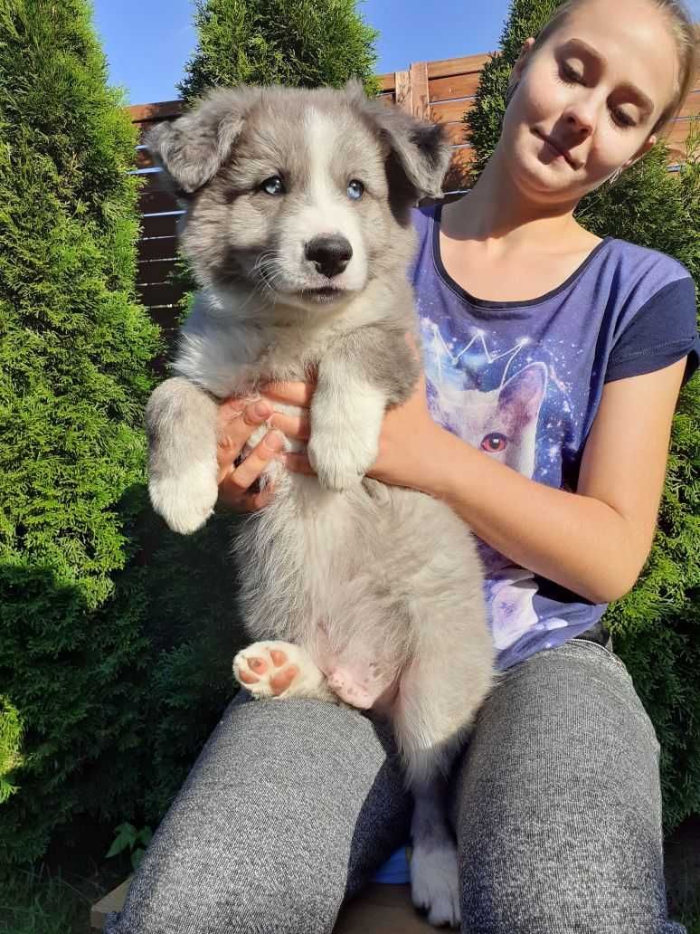 *Border Collie* piesek o wyjątkowej urodzie