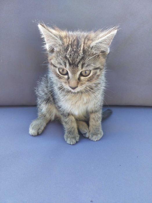 Oddam koty w dobre ręce