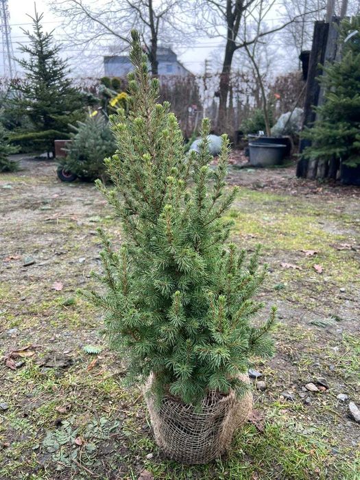 Świerk biały "Conica" - drzewko bożonarodzeniowe