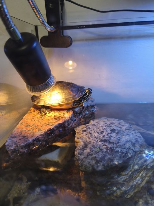 Żółw wodno-lądowy zdrowy 13cm