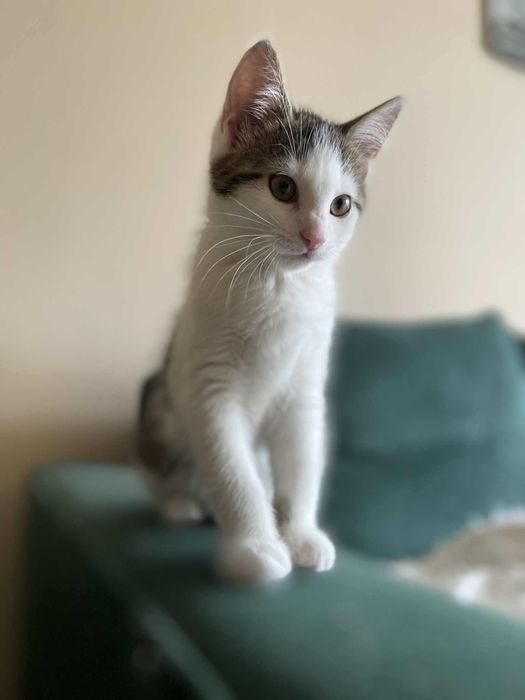 Mała Marcelina czeka na domek