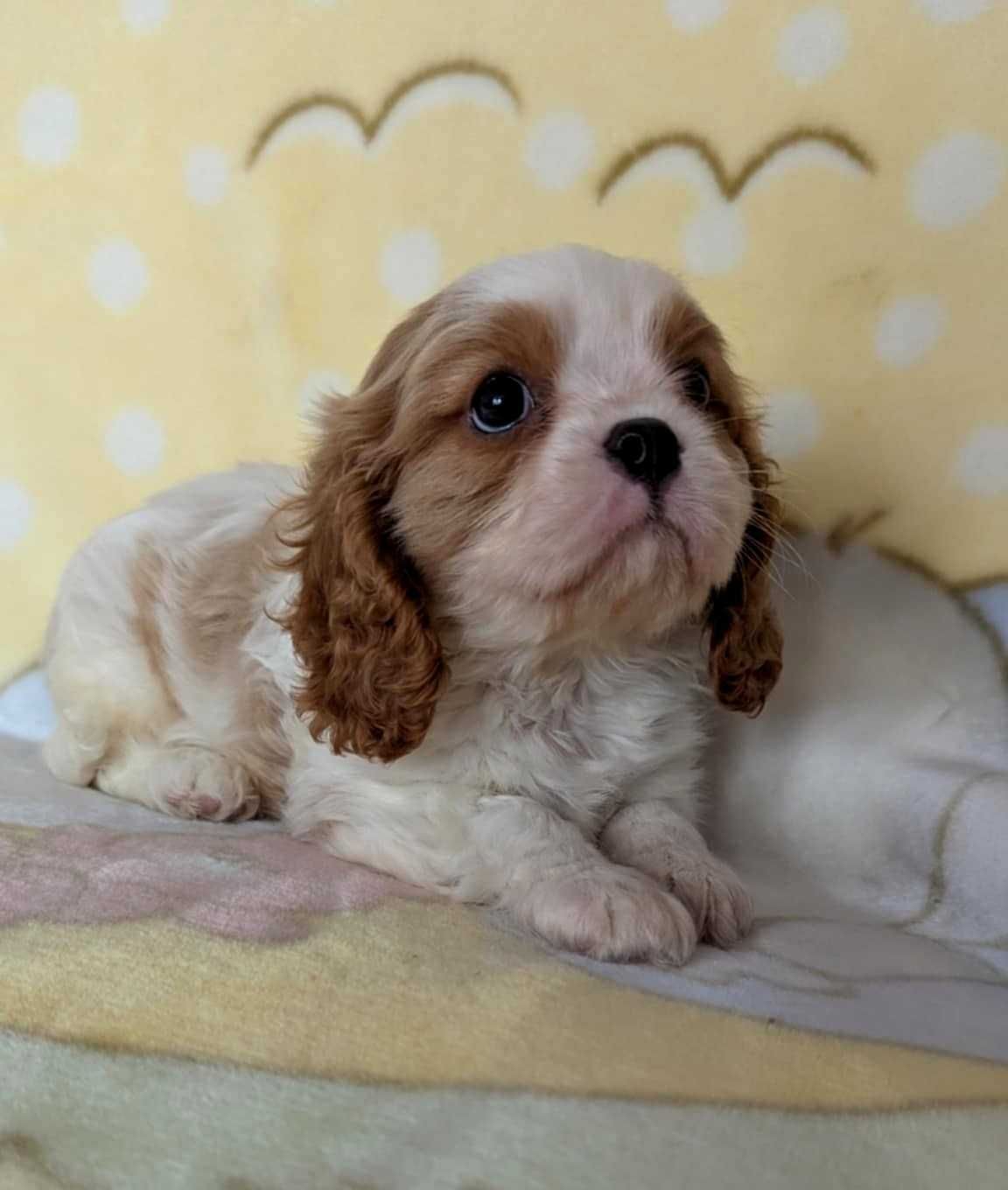 Cavalier King Charles Spaniel Piesek