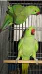 Casal de Ringneck Verdes (Moita)