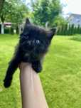 Кошеня, дівчинка