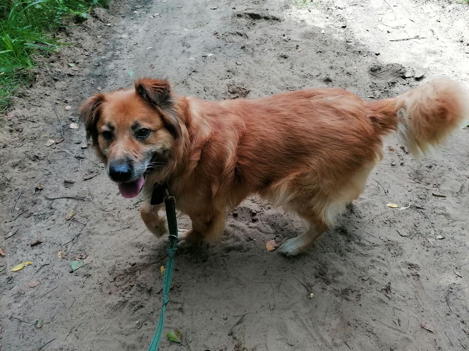 DIEGO duży pies szuka domu