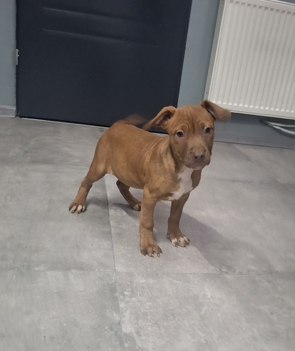 Pies Pitbull Red Nose