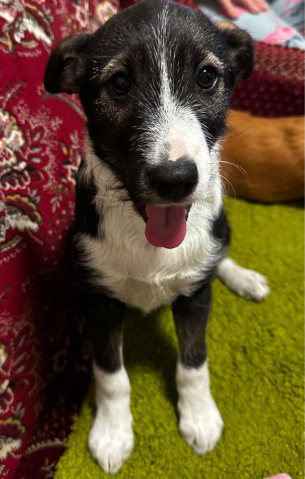 Віддамо песика в хороші руки