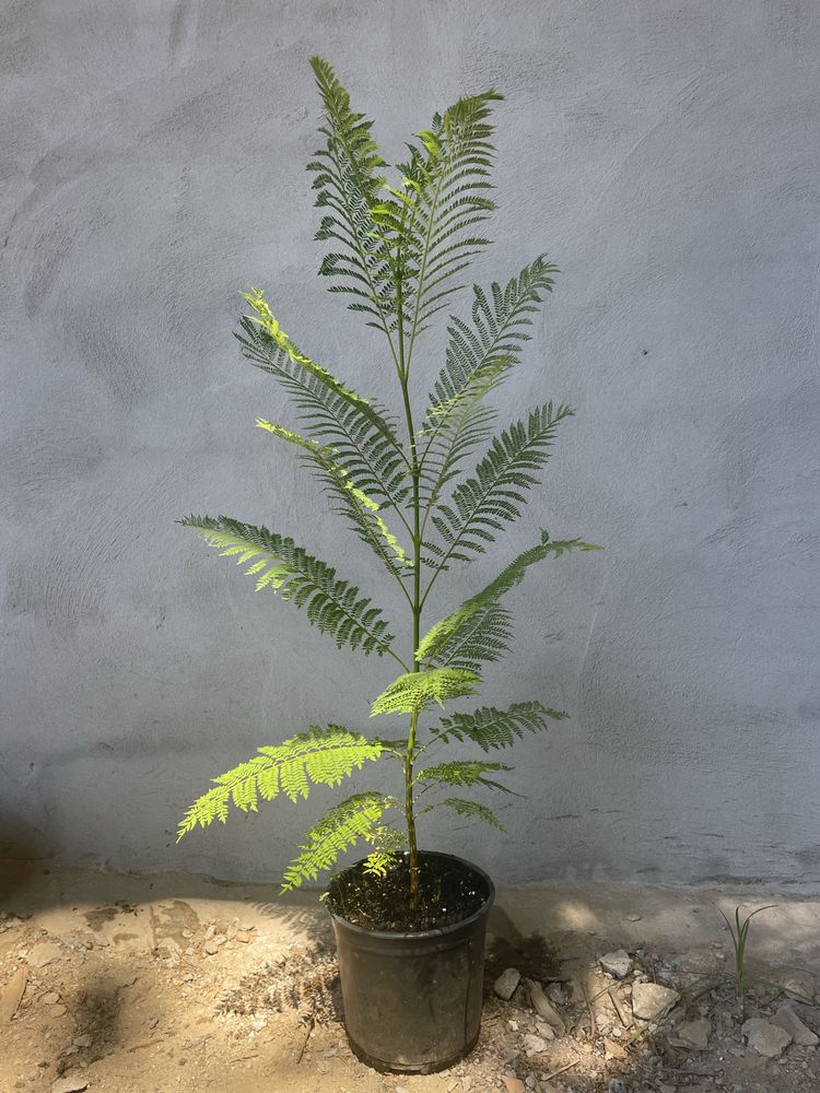 Jacaranda com 1.20m